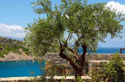 DAIOS COVE